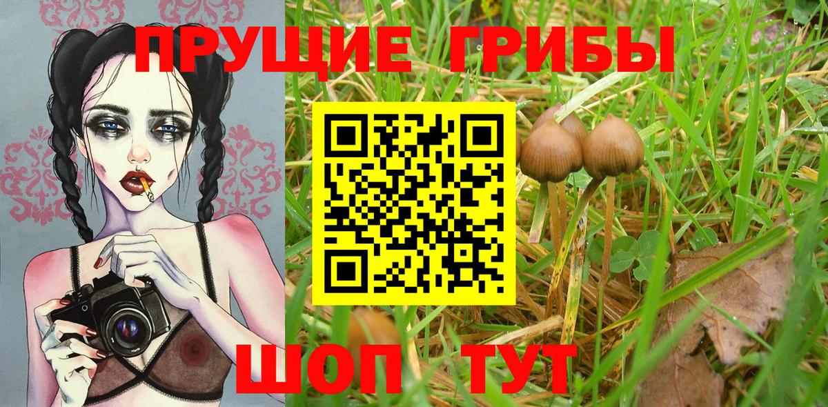 Галлюциногенные грибы Psilocybe Подольск
